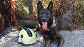 台北,消防,搜救犬,RUBY,寄養