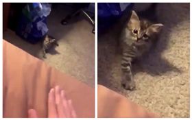 主人拍床呼喚愛貓　反被牠當奴才召喚