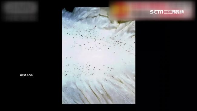 白菜葉上小黑點　其實富含抗老化多酚