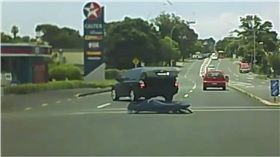 靈車,屍體,遺體,擔架,紐西蘭,路口　圖／翻攝自YouTube