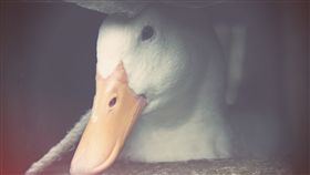 鴨子
https://www.flickr.com/photos/aboo/4520019592/in/photolist-7Tqhmh-i8FLXx-i8FXK4-i8FSQY-7epLps-i8FpoT-i8FDAF-i8FwiK-bHZpvV-i8FDFG-i8Gci6-i8FsfV-i8G6Lz-i8FrKM-9mD8Bu-4zBR3Z-a1eTev-9JT55P-i8FN4R-9mA5h