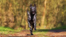 小狗,黑狗,狗,草地,奔跑(圖/pixabay)