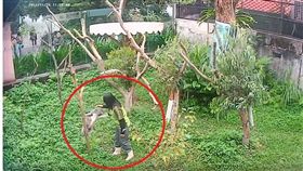 一向給人溫馴慵懶形象的無尾熊也會暴走！台北市立動物園有無尾熊「Q仔」，因不想回籠突然生氣，變身成「功夫無尾熊」攻擊保育員。「Q仔」最後被制伏後，保育員趕緊拿尤加利葉給它，成功化解了這場「Q仔」的逆襲！。（圖／翻攝自YouTube《臺北市立動物園》）