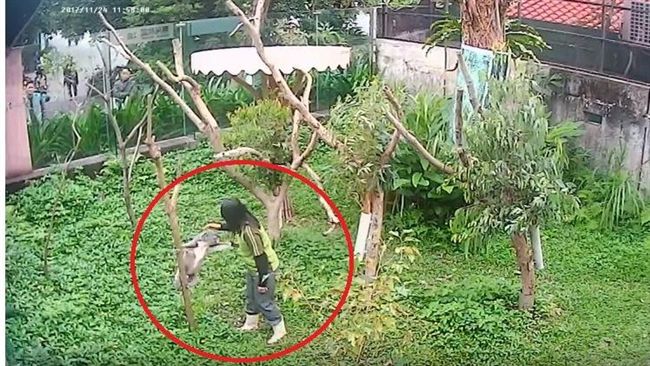無尾熊暴走不回家　保育員這招秒制伏