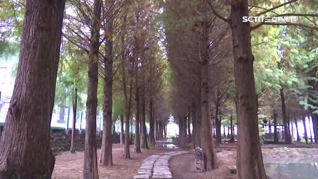 遊客追雞鴨喧鬧　國姓落羽松園悄關門