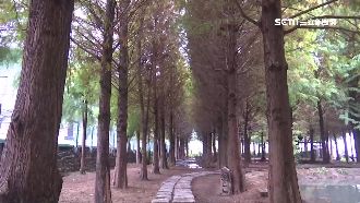 遊客追雞鴨喧鬧　國姓落羽松園悄關門