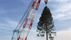 被移植的百年老樹（圖／翻攝自推特）