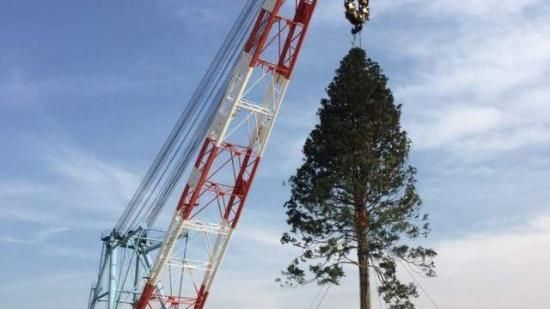 日打算移植百年老樹過聖誕　網友怒批