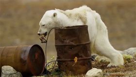 加拿大,北極圈,極地,巴芬島,海洋遺產,Sea Legacy,北極熊,全球暖化,氣候變遷,國際自然保育聯盟,IUCN（圖／翻攝自paulnicklen IG）