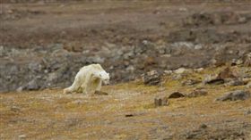 加拿大,北極圈,極地,巴芬島,海洋遺產,Sea Legacy,北極熊,全球暖化,氣候變遷,國際自然保育聯盟,IUCN（圖／翻攝自paulnicklen IG）