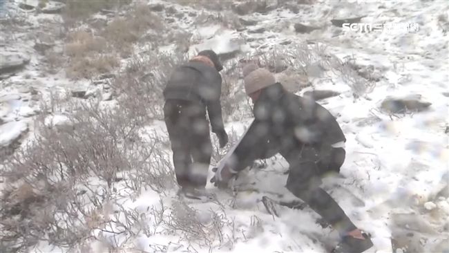 玉山、合歡山一片銀白　民瘋玩砸雪球