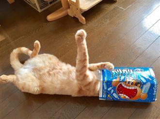 什麼都能塞！喵星人「塞頭」笑翻網友