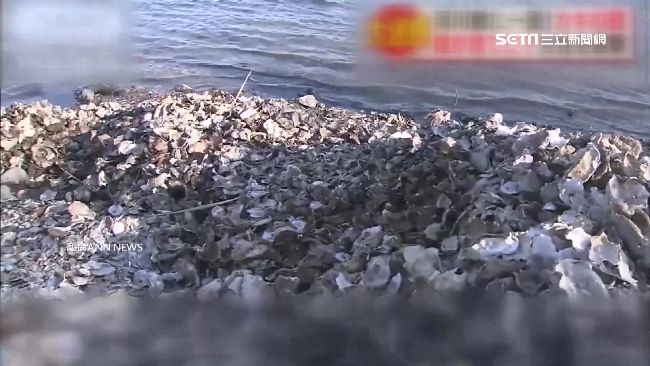 大陸人採蚵亂丟殼　日本居民怒吼