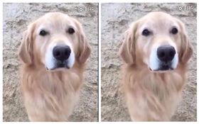 狗狗冷到皮皮剉！牙齒瘋狂顫抖　網笑翻：這不是早上的我嗎