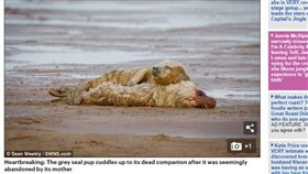 英國林肯郡,海灘,小海豹依偎在同伴屍體旁（圖／翻攝自每日郵報）
http://www.dailymail.co.uk/news/article-5159435/Grey-seal-pup-cuddles-dead-sibling-tragic-photo.html