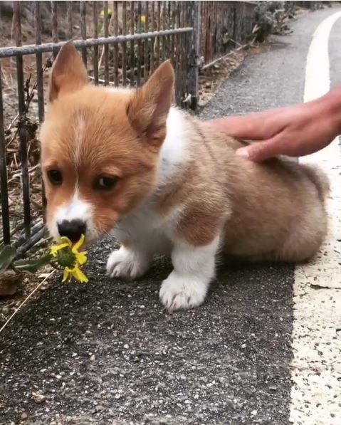 柯基,毛小孩,寵物（圖／翻攝drogo_corgi IG）