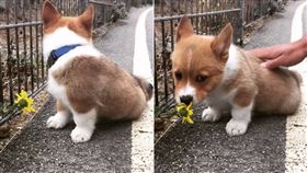 柯基,毛小孩,寵物（圖／翻攝drogo_corgi IG）