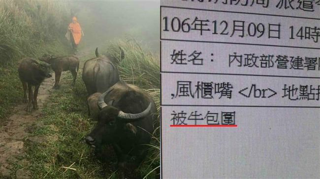 夫妻登山被牛包圍　消防隊上山趕牛
