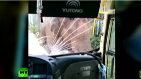 野生象。（圖／翻攝自YouTube）