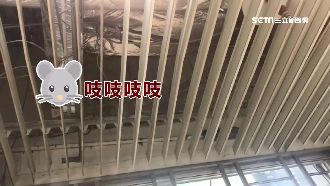 北市府地下餐廳鬧鼠災　天花板吱吱叫