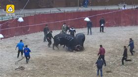 牛,比賽（圖／翻攝梨視頻）