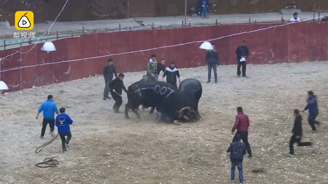 無端捲入牛王對決　男慘卡牛角遭拖行
