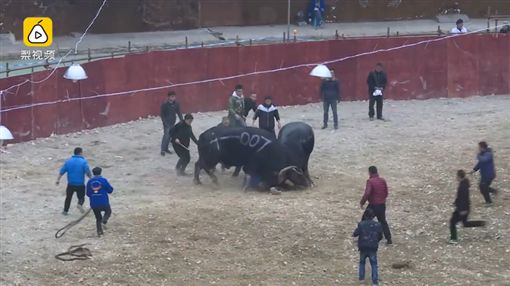 牛,比賽（圖／翻攝梨視頻）