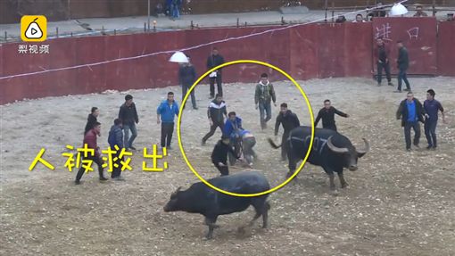 牛,比賽（圖／翻攝梨視頻）