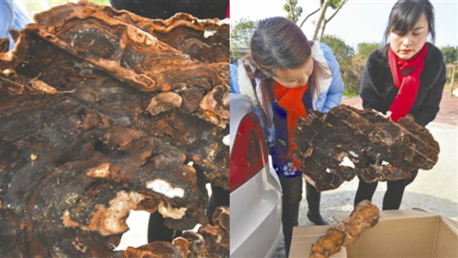 搬遷百年祖墳…驚見40公分血靈芝