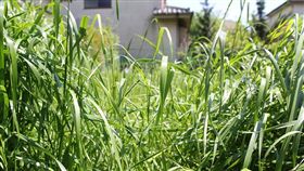 空地,雜草(flickr/PROivva/https://www.flickr.com/photos/ivva/7145313475/in/photolist-bTpAKV-bBhrCd-eufDqV-bC6qDh-iA4ZKu-b5eUhr-bBhrEy-eddfLR-cebF6h-bTpzTB-wQTne-bSa4Ra-oqwXDh-bBhrF1-cxk5vS-cJW6Go-cJW5RE-c)