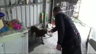 警智逮毒蟲　收服兇猛比特犬用它…