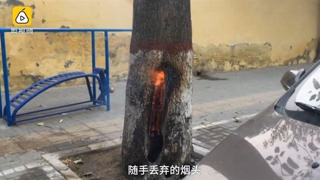 異象？樹死灰復燃發爐　4小時滅不了
