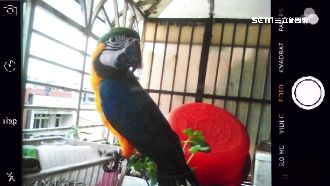 鸚鵡被嫌不健康　賣家竟揪眾打人