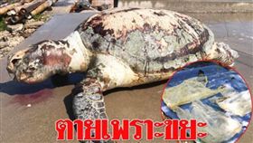 國際,汙染,泰國,沙灘,海洋,環境,垃圾,綠蠵龜　圖／翻攝自泰國網