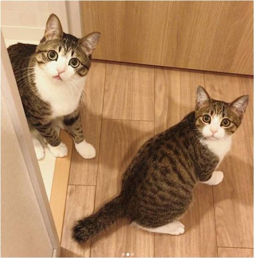 貓,喵星人,打哈欠,伸懶腰　圖／翻攝自IG