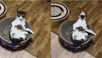 大崩壞！貓咪打哈欠像「變了一隻貓」