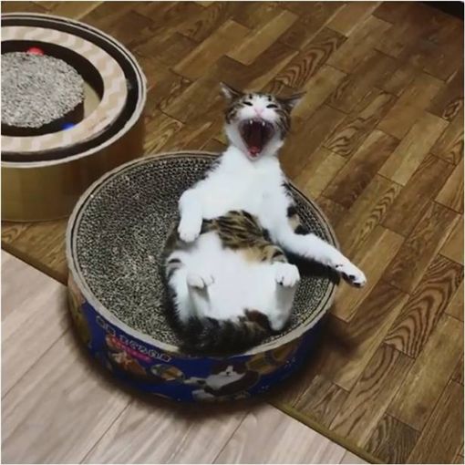 貓,喵星人,打哈欠,伸懶腰　圖／翻攝自IG