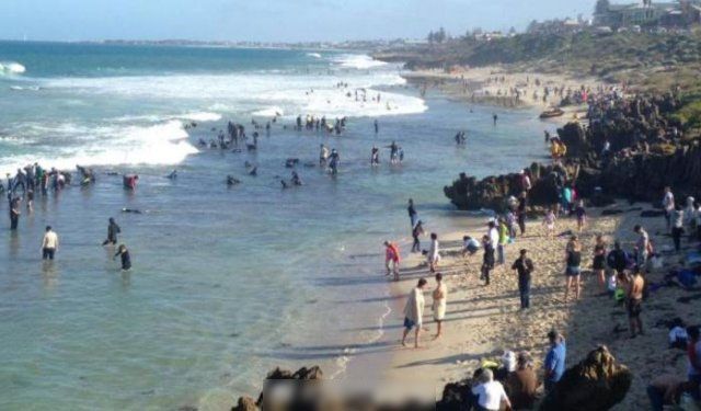 澳洲鮑魚季開跑　千人海灘「挖鮑魚」