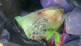 保育類野生動物綠蠵龜，遭吉貝消防分隊肢解食用。圖取自PTT八卦版