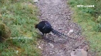 「帝雉」現身太平山　遊客超興奮