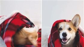 柯基 圖/翻攝自lacorgi Instagram