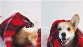 我長大了！小柯基身手俐落自己蓋被被