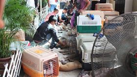 菲律賓狗展慘劇！40隻塞貨車　到現場30隻中暑癱軟死亡
https://www.facebook.com/pcham/posts/10214738957338635
▲圖／翻攝自臉書