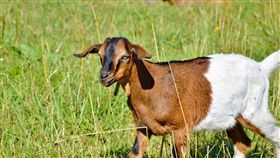 羊,畜牧
圖翻攝自pixabay
https://pixabay.com/zh/%E5%B1%B1%E7%BE%8A-%E4%B8%BB%E8%A7%92-geiss-%E5%B0%8F%E5%AD%A9%E5%AD%90%E4%BB%AC-%E7%89%A7%E5%9C%BA-%E8%8D%89%E5%9C%B0-%E7%89%B2%E7%95%9C-%E7%95%9C%E7%89%A7%E4%