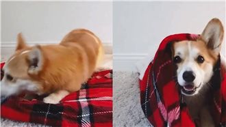 動作超靈活！柯基秀「蓋被被」新技能