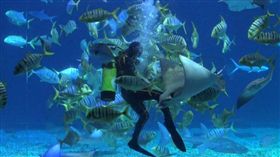 海洋生物博物館,海生館,餵食,餵魚,飼育員（圖／翻攝自YouTube）