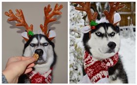 主人將愛犬扮成麋鹿！哈士奇厭世臉超無奈　餅乾誘惑都沒用