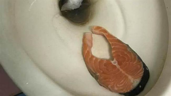 鮭魚整片掉馬桶怎辦？網友回應超爆笑