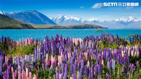 紐西蘭。（圖／Tripresso旅遊咖提供）