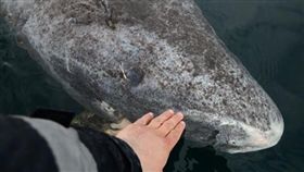 高齡512歲！最長壽活鯊在北大西洋，北大西洋,格陵蘭,鯊魚,脊椎動物,Julius Nielsen,長壽（圖／翻攝自Instagram）
https://www.instagram.com/p/BYu1ya9Hln3/?taken-by=juniel85
